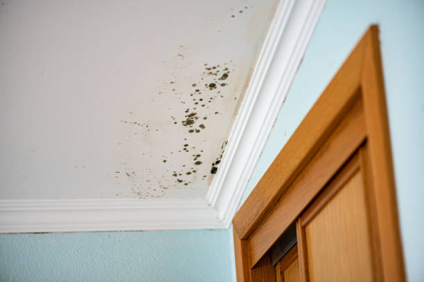 Best Localized Mold Remediation (e.g., coastal areas, humid climates) in Stone Ridge, NY