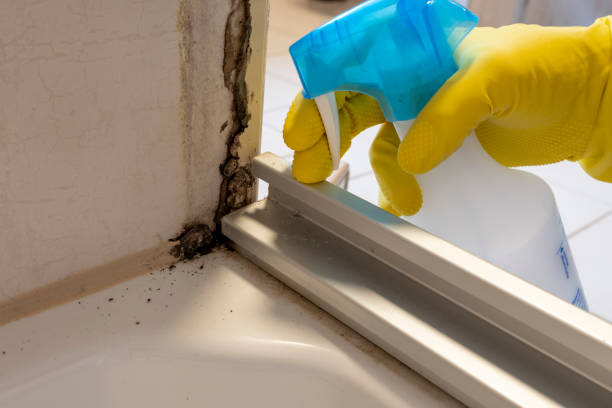 Best Post-Flood Mold Remediation in Stone Ridge, NY