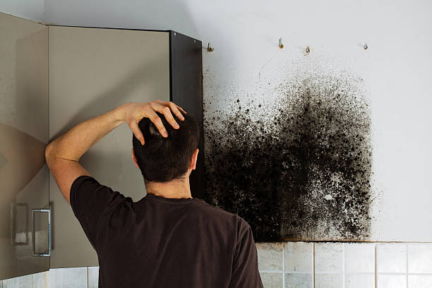 Best Black Mold Remediation in Stone Ridge, NY