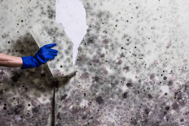 Best White Mold Remediation in Stone Ridge, NY